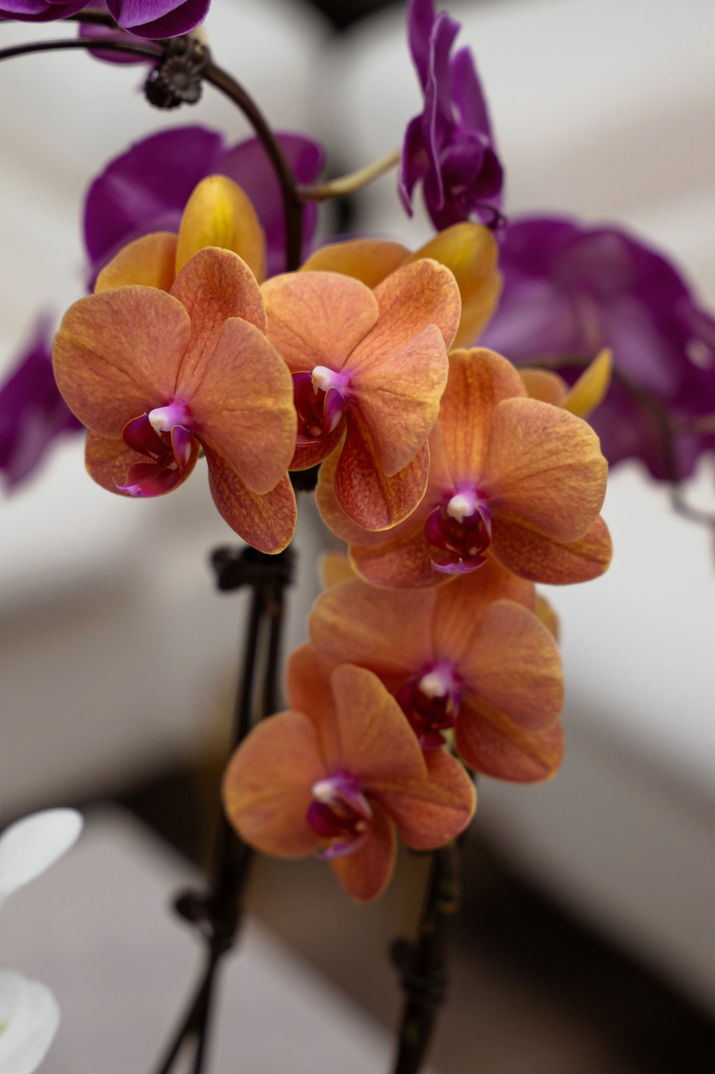 Orchid