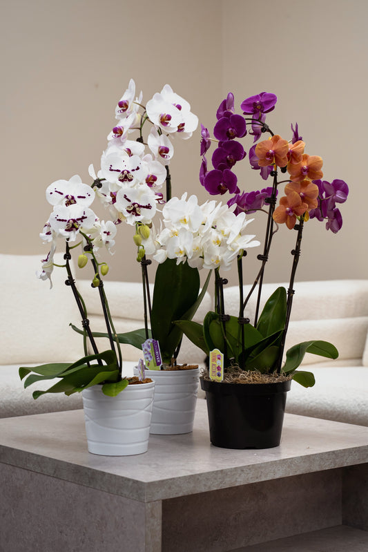 Orchid