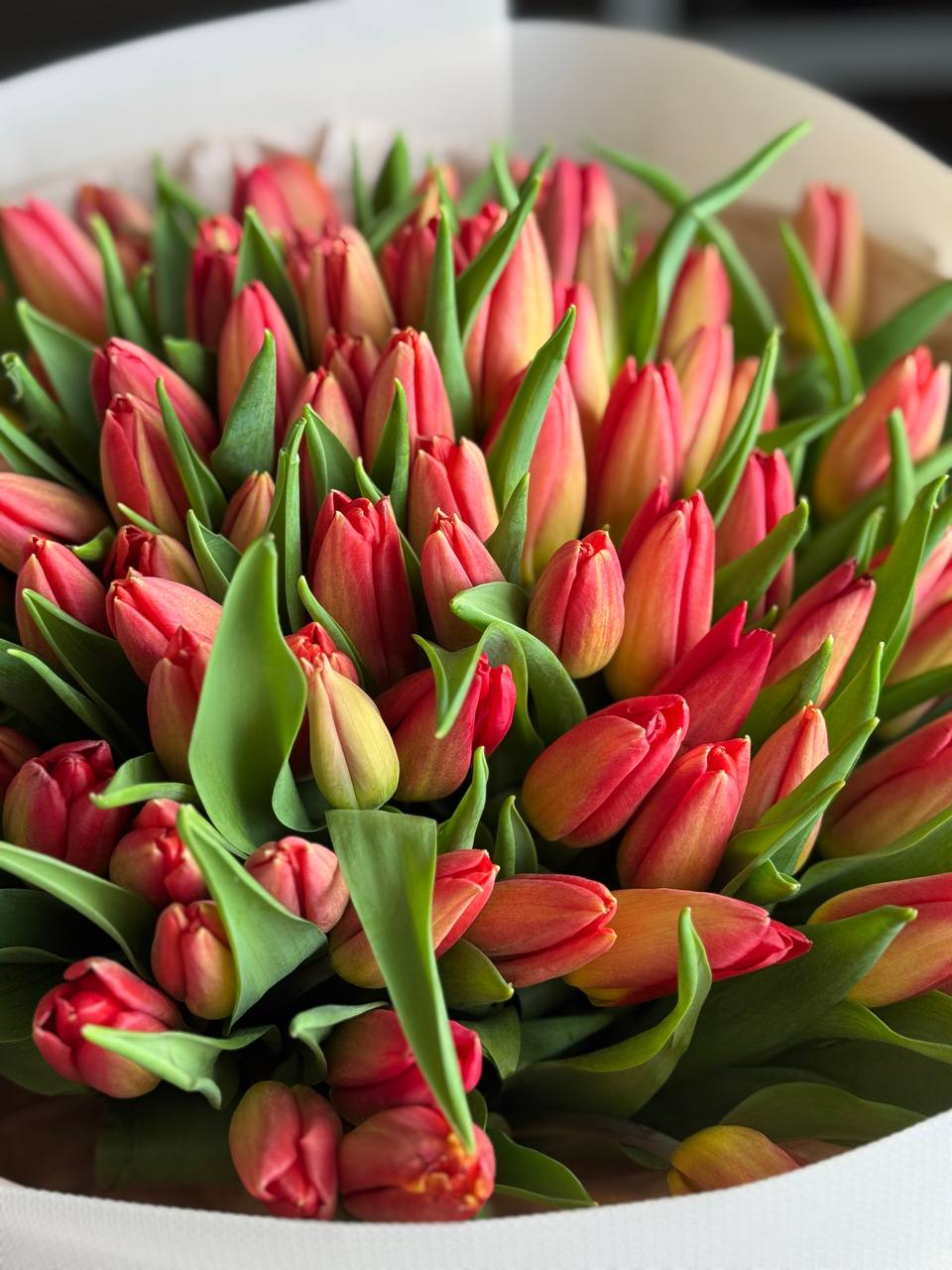 101 Tulips