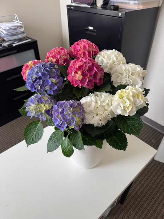 Hydrangea Haven